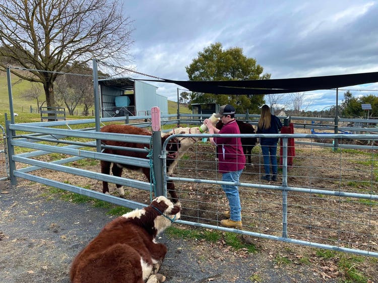 bottle feeding calf
